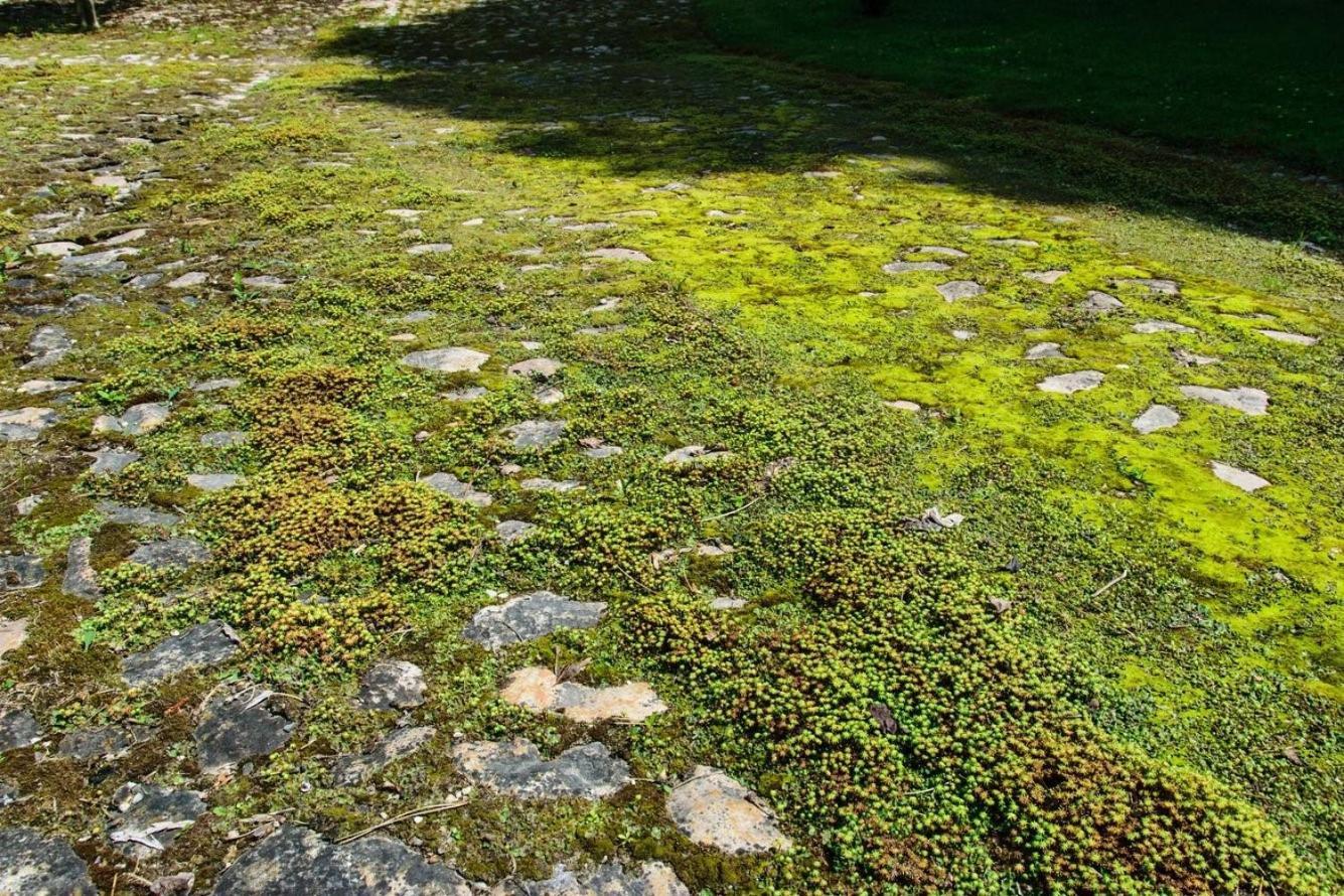 Rittergut/Gutshaus Grossgestewitz Νάουμπουργκ Εξωτερικό φωτογραφία
